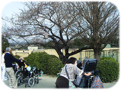 開花が遅く満開とはいかず…