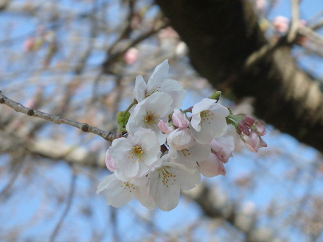 2017年わかば通信5月号