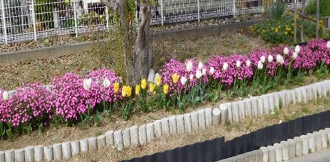 スタッフが植えた桜やチューリップ