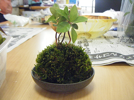 苔玉作りをしました
